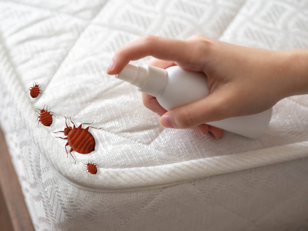 Reliable Minoa, NY Pest control Solutions